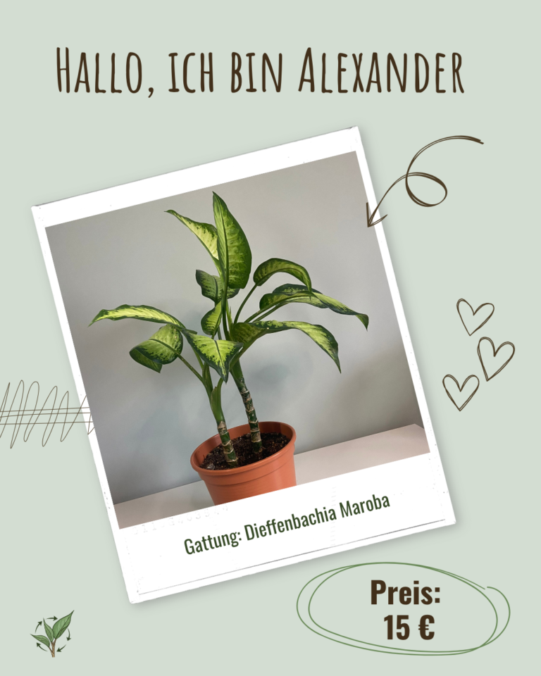 2026-003 Alexander-1