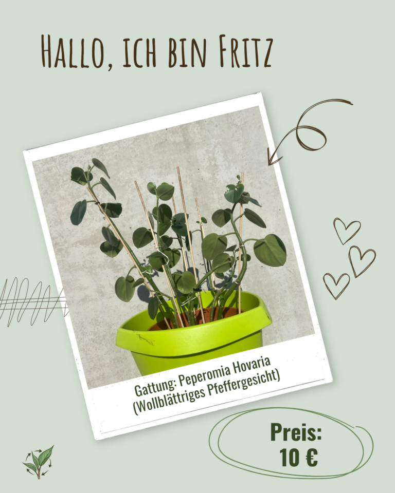 2026-009 Fritz