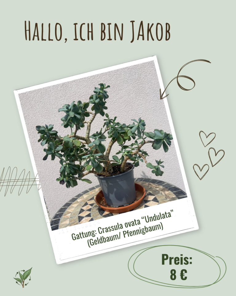 2026-013 Jakob